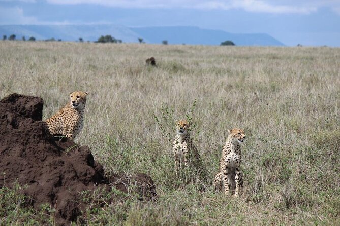 4-Day Safari from Arusha: Tarangire, Serengeti and Ngorongoro - Day 1 Tarangire: Baobabs, Swamps, and Elephant Herd Energy