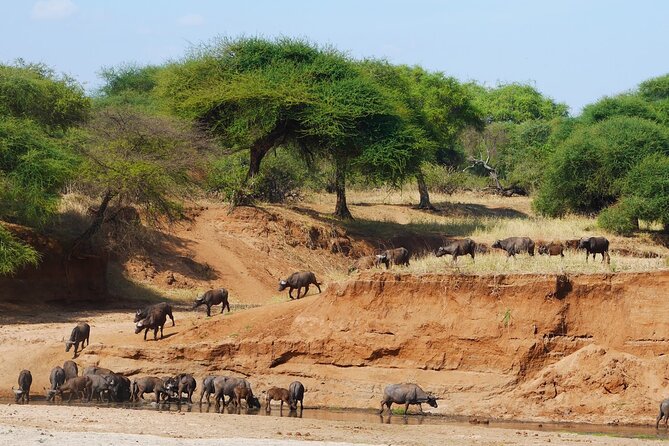 4-Day Safari to Tarangire, Serengeti and Ngorongoro from Arusha - Join a group - Day 2 in Serengeti: plains time and why big-cat sightings feel more realistic