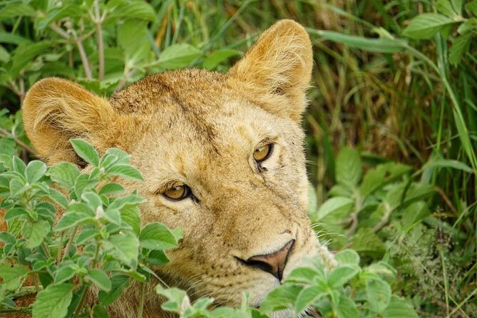 4-Day Safari to Tarangire, Serengeti and Ngorongoro from Arusha - Join a group - Day 3: Serengeti morning drives plus an overnight on the Ngorongoro rim