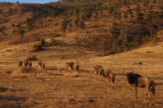 4-Day Safari to Tarangire, Serengeti and Ngorongoro from Arusha - Join a group - Price and value: what’s included in the $1,050 per person