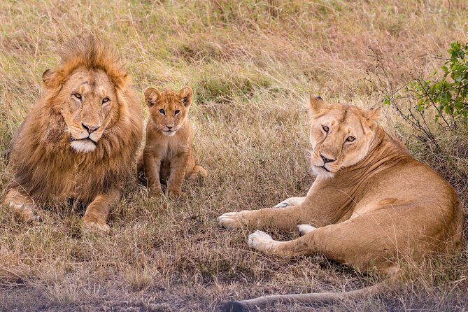 4-Day Simba Safari - Mid Range Tour - Lake Manyara’s birdlife and tree-climbing-lion habitat