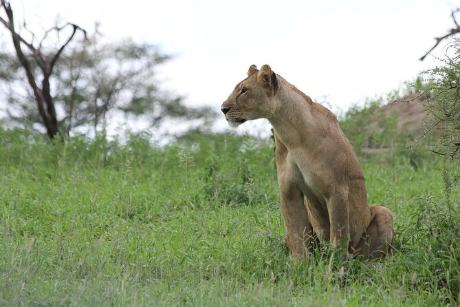 4-Day Simba Safari - Mid Range Tour - Inside Ngorongoro Crater: the early start that pays off