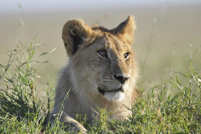 4-Day Simba Safari - Mid Range Tour - Value check: what $2,179 includes (and what it doesn’t)