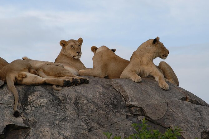4-Day Simba Safari - Mid Range Tour - Guides and the difference between spotting and chasing
