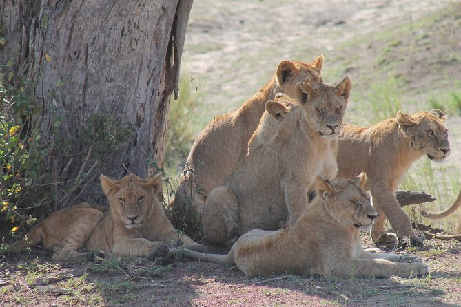 4-Day Simba Safari - Mid Range Tour - Day-by-day feel: how the pace will land for you