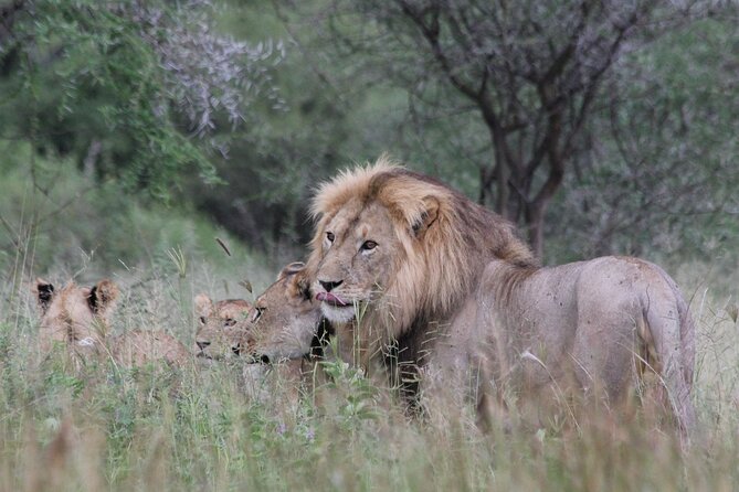 4-Day Simba Safari - Mid Range Tour - Ngorongoro Conservation Area: big cats plus a big change of scenery