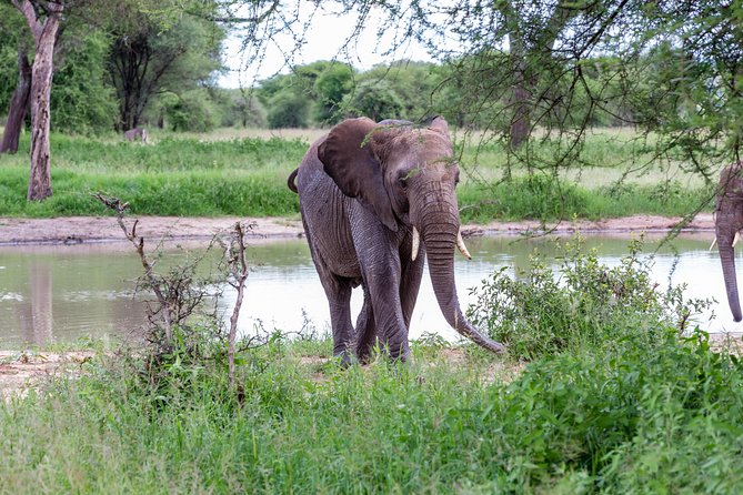 4-day Tanzania Safari - Ngorongoro Crater: the 30-minute descent to animal density