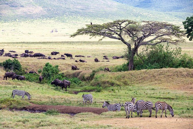 4-day Tanzania Safari - Serengeti around Seronera: balancing visitor breaks with golden-hour drives