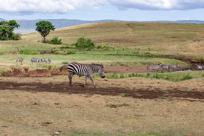 4-day Tanzania Safari - A second Serengeti day: increasing odds, not just adding time
