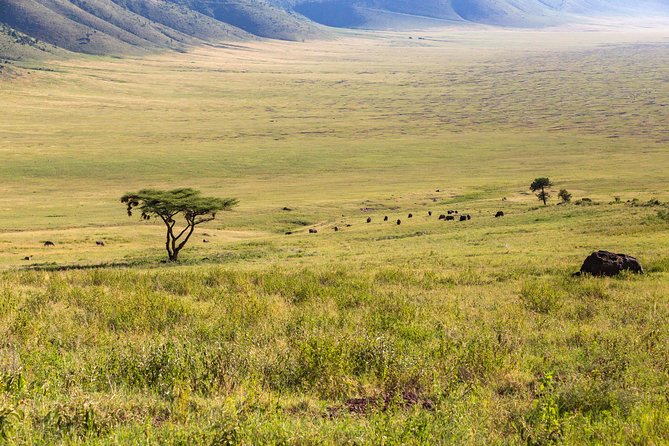 4-day Tanzania Safari - Vehicle comfort and included perks that make safari easier