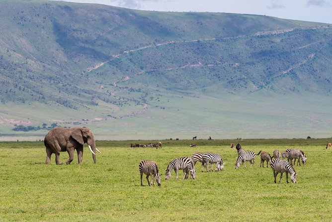 4-day Tanzania Safari - Price and value: what $3,296.40 covers in the real world