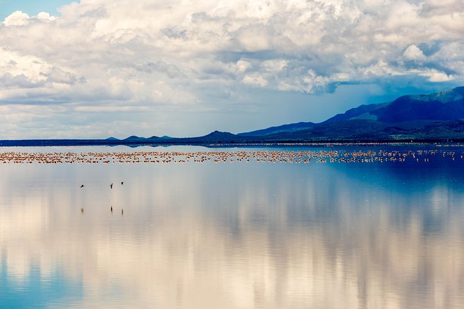 4-day Tanzania Safari - The guides behind the drive: how to get better sightings