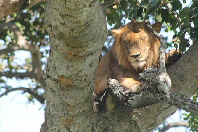 4-Day Uganda Gorilla Trekking and Wildlife Safari - Uganda’s tight 4-day plan: gorillas plus serious wildlife
