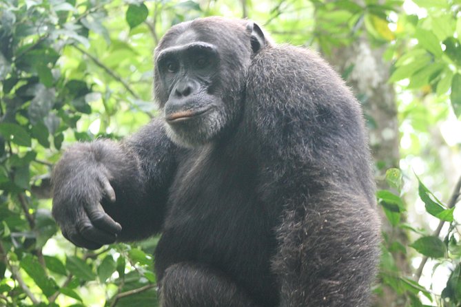 4-Day Uganda Gorilla Trekking and Wildlife Safari - Day 2 morning: Kasenyi Tracks game drive and the Ishasha detour for tree-climbing lion odds