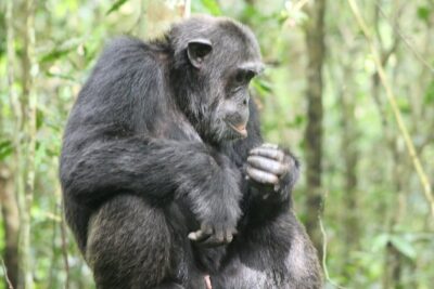 4-Day Uganda Gorilla Trekking and Wildlife Safari - Day 1: Kampala-to-Queen Elizabeth, Equator photos, and Kazinga Channel wildlife time