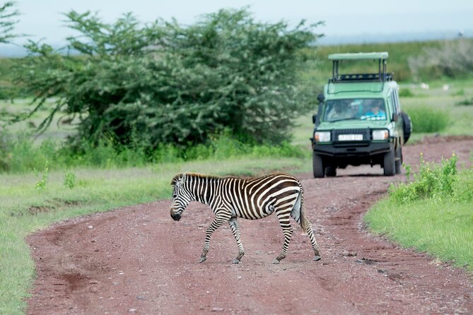 4 days adventure camping safari - Moshi to the Northern Circuit: The Route That Changes Every Day