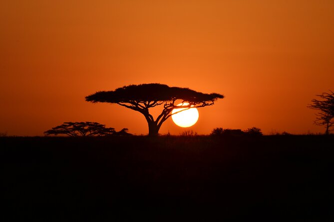 4 days adventure camping safari - Serengeti Afternoon to Sunset in Seronera: When Predators Start Timing You
