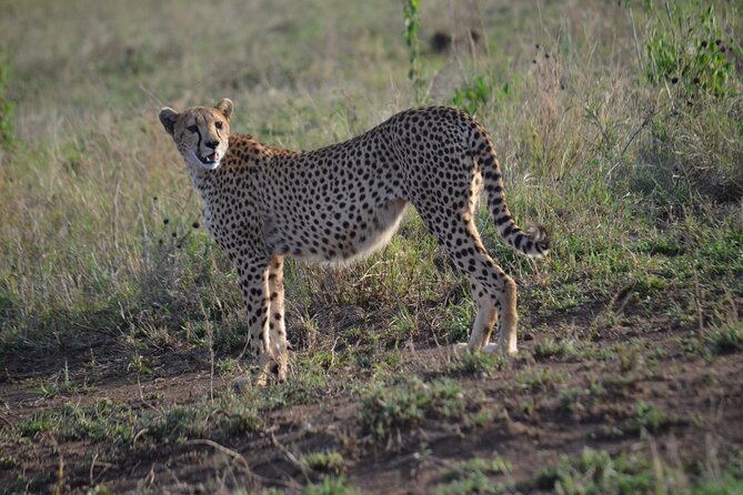 4 days adventure camping safari - Early Drive Days in Serengeti and the Move to Simba Campsite
