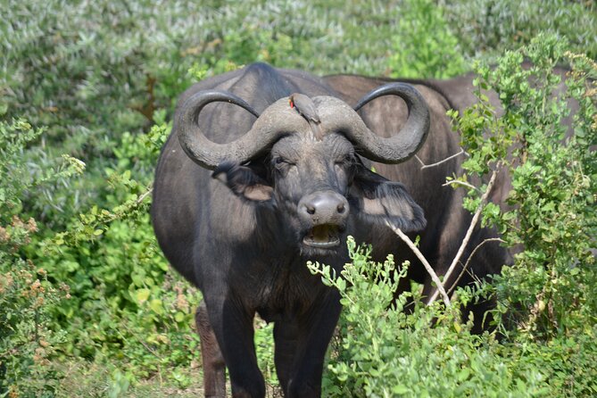 4 days adventure camping safari - Black Rhinos on Day 4: What the Crater Floor Means for Your Chances