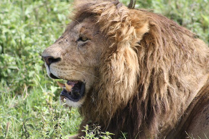 4 Days Group Camping Safari - Serengeti National Park: Seronera Game Drives and a River Magnet