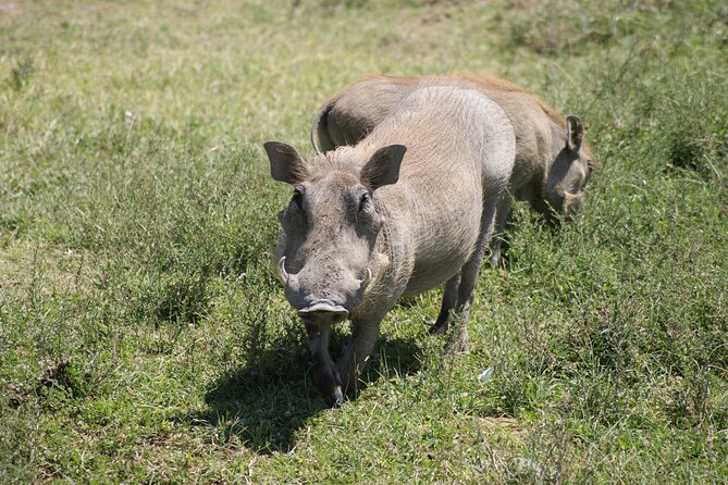 4 Days Group Camping Safari - Early Morning Serengeti and the Road Shift Toward Ngorongoro