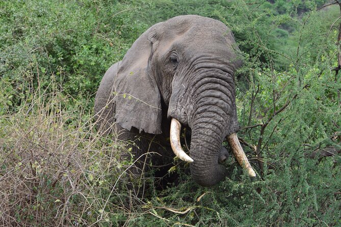 4 Days Group Camping Safari - Ngorongoro Crater: Descending 600 Meters for Predator Drama