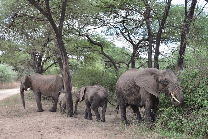 4 Days Group Camping Safari - Camping Safari Reality Check: What Basic Means on This Trip