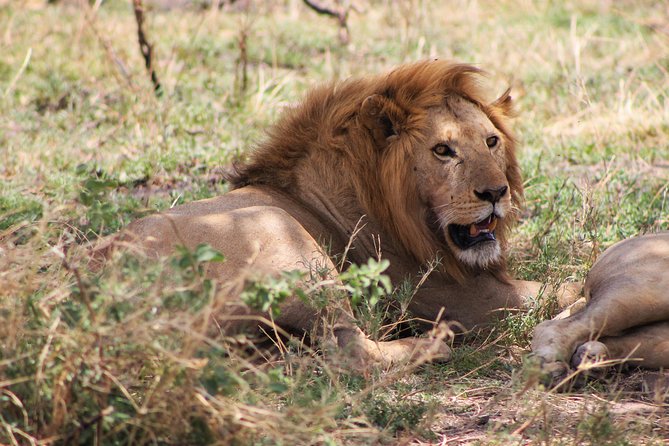 4 Days lodge safari Tarangire , Ngorongoro crater & Walking - Day 4: Mto wa Mbu Sunrise Walking Safari, Farms, Maasai Culture, and Biking