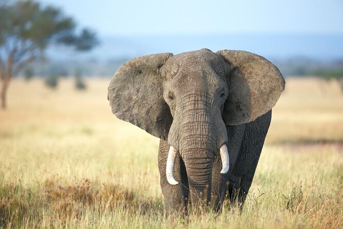 4 Days lodge safari Tarangire , Ngorongoro crater & Walking - Guides, Vehicles, and the Small Details That Affect Your Experience