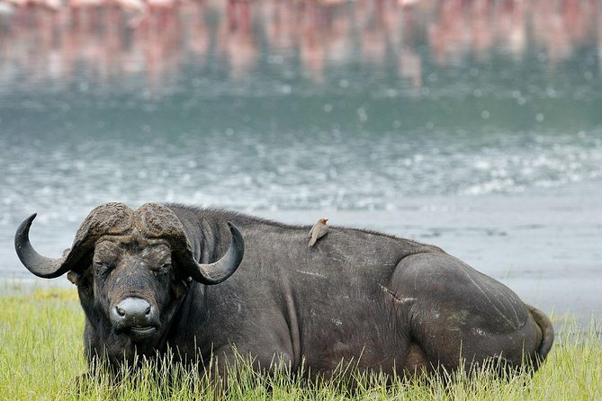 4 Days Masai Mara & Lake Nakuru Lodge Safari - Key highlights to know before you go
