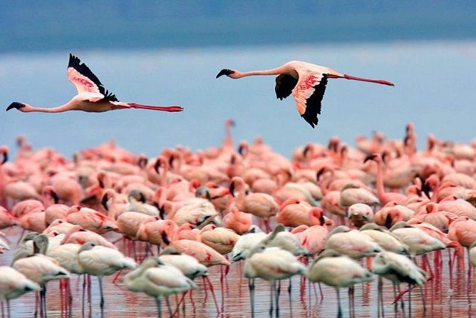 4 Days Masai Mara & Lake Nakuru Lodge Safari - Guides and the Big Five hunt: how to set yourself up for success
