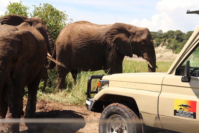 4 Days Private Safari - Tarangire, Serengeti & Ngorongoro Crater - Guides, drivers, and that all-important animal spotting
