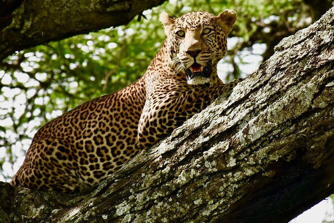 4 days safari - Arusha to Tarangire: elephants, baobabs, and that year-round river
