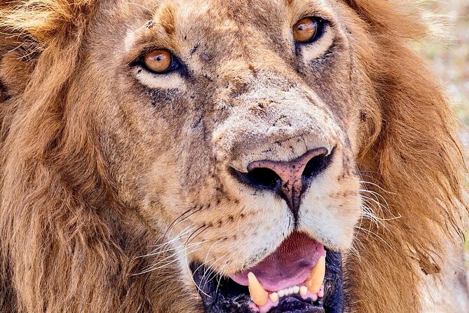 4 days safari - Price and value: what $1,300 covers and where the real trade-offs are