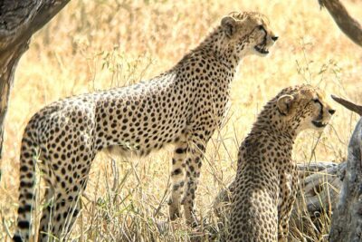 4 days safari - Ngorongoro Crater morning: the caldera where sightings get packed
