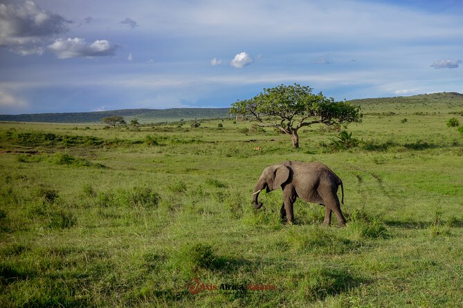 4 Days Safari Adventure Masai Mara and Nakuru Park Group - Why Masai Mara plus Lake Nakuru works in four days