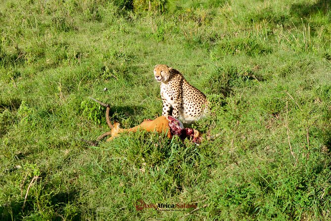 4 Days Safari Adventure Masai Mara and Nakuru Park Group - Price and value: what $806 really covers