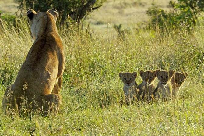 4 days safari in Tanzania - Meals and Tickets: What’s Included, and Why It Adds Value