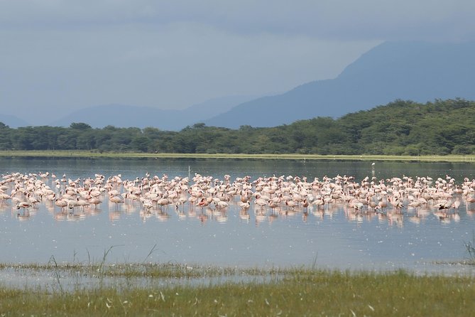 4 days safari in Tanzania - Timing, Getting the Best Sightings, and Staying Comfortable