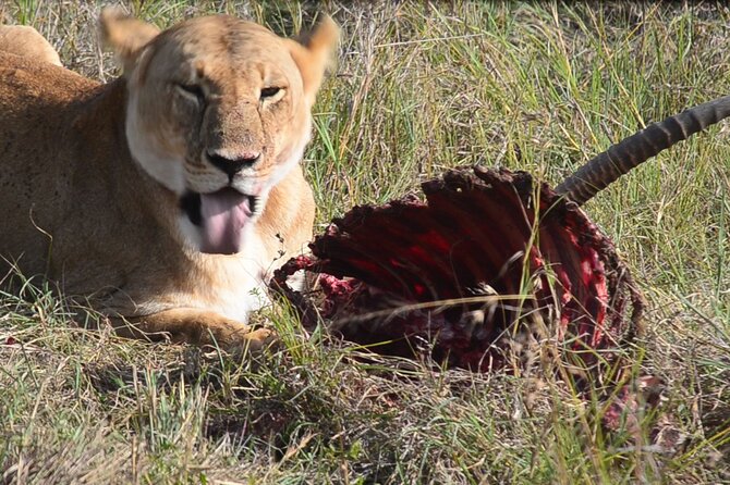 4 Days Safari Lake Nakuru NP Naivasha and Masai Mara - Quick hits before you go