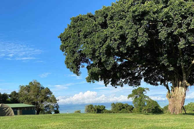 4 Days safari Tour Tanzania - Price and Value at $1,650: What’s Included, What You Still Budget for