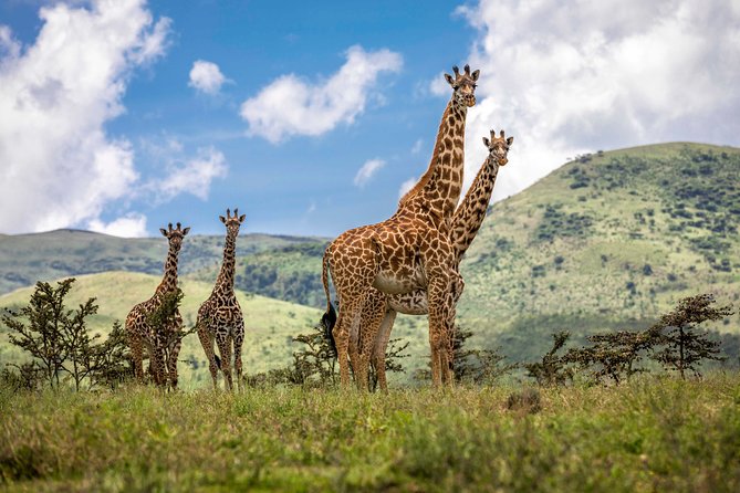 4 Days safari Tour Tanzania - Tarangire National Park: Elephants, Baobabs, and a River That Never Sleeps