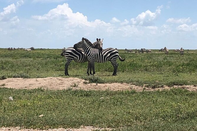 4 Days Tanzania Camping Safari - The People Power: Guides and Why They Shape Your Safari