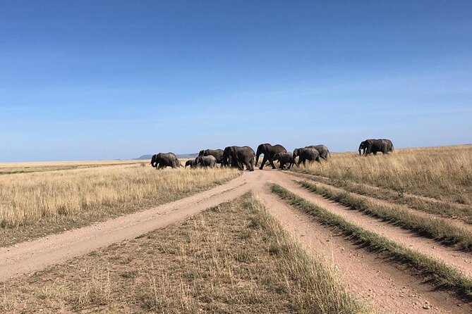 4 Days Tanzania Camping Safari - Price and Logistics: What You’re Actually Paying For