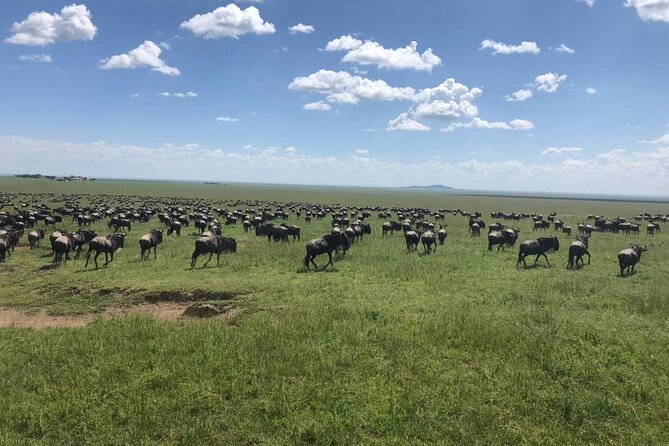 4 Days Tanzania Camping Safari - Who This Tour Fits Best