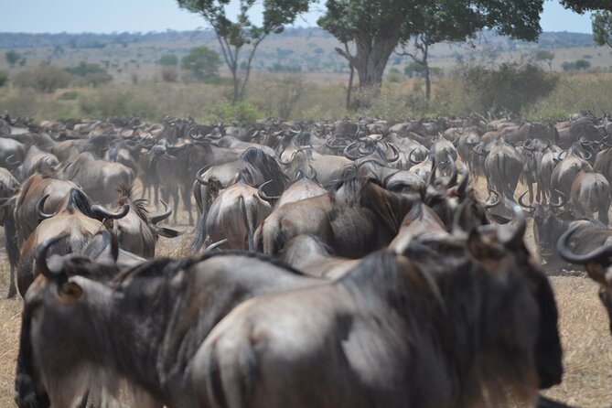 4 Days Tanzania Lodge Safari With Two Nights at Serengeti - How the 4-day lodge safari runs out of Arusha