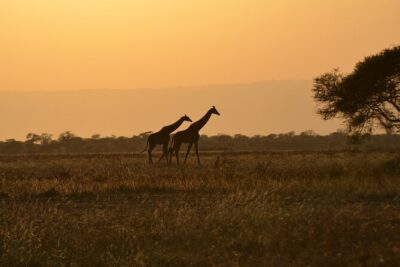 4 Days Tanzania Lodge Safari With Two Nights at Serengeti - Tarangire National Park: baobabs, acacia cover, and elephant energy