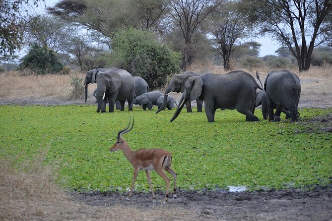 4 Days Tanzania Lodge Safari With Two Nights at Serengeti - Serengeti sunrise and the hunt for Big Five odds