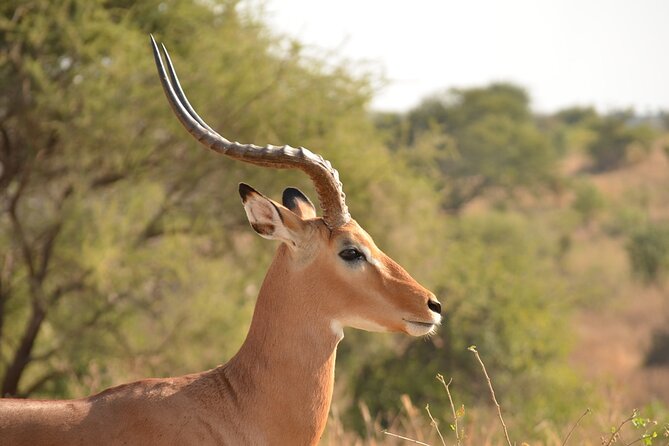 4 Days Tanzania Lodge Safari With Two Nights at Serengeti - Ngorongoro Crater: 600 meters down, then a concentrated wildlife day