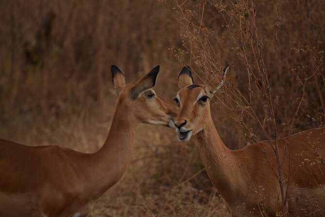 4 Days Tanzania Lodge Safari With Two Nights at Serengeti - Price and logistics: what you’re really paying for